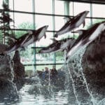 Shedd Aquarium dolphin show